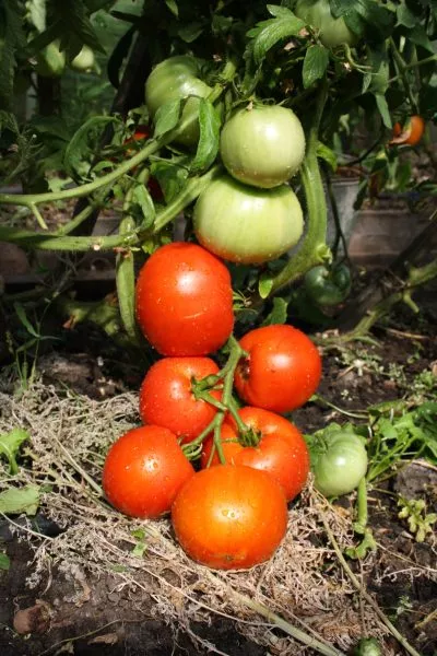 gigant-suhanova-4-155718