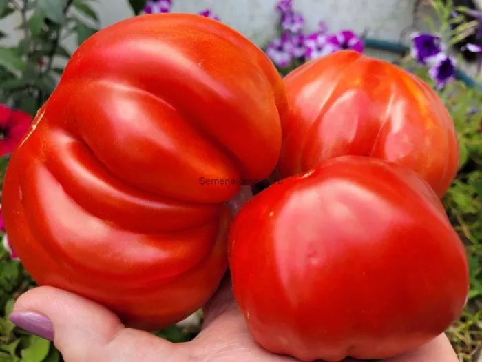 gigant-suhanova-5-155718