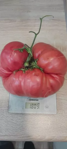 gigant-suhanova-6-155718