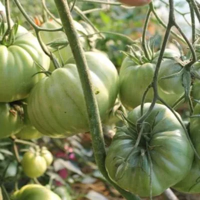 gigant-suhanova-8-155718