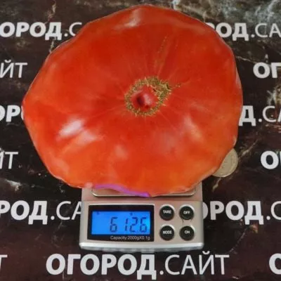 gigant-suhanova-9-155718