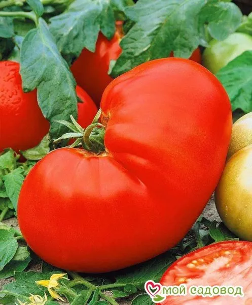 glavnyy-kalibr-1-156564