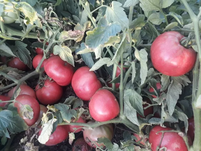 glavnyy-kalibr-3-156564