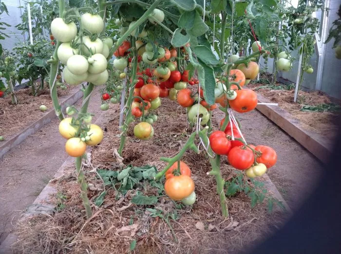 glavnyy-kalibr-5-156564