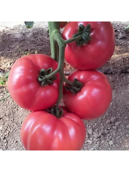 glavnyy-kalibr-6-156564