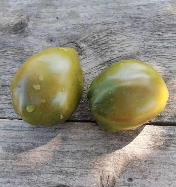 gnom-bagryanyy-zakat-1-139748