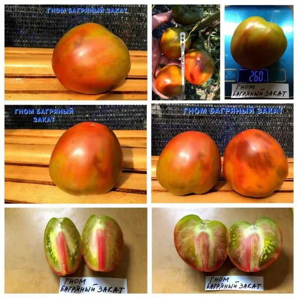 gnom-bagryanyy-zakat-4-139748