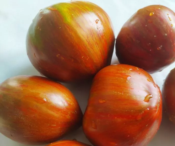 gnom-fred-tay-day-10-167436