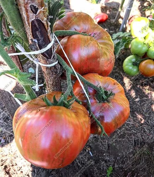 gnom-fred-tay-day-3-167436