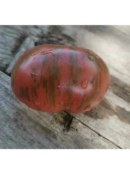 gnom-fred-tay-day-4-167436