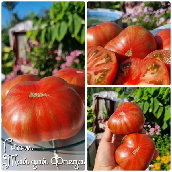 gnom-fred-tay-day-5-167436