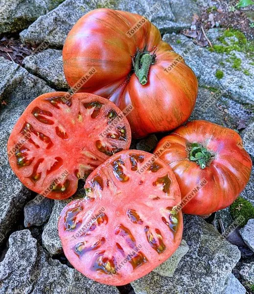 gnom-fred-tay-day-6-167436