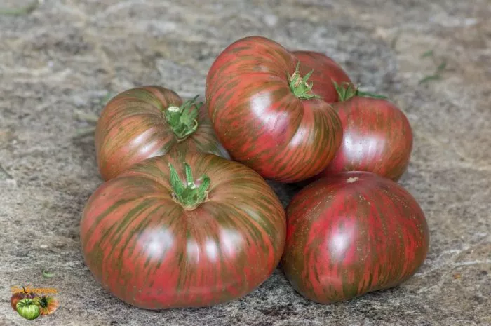 gnom-fred-tay-day-7-167436