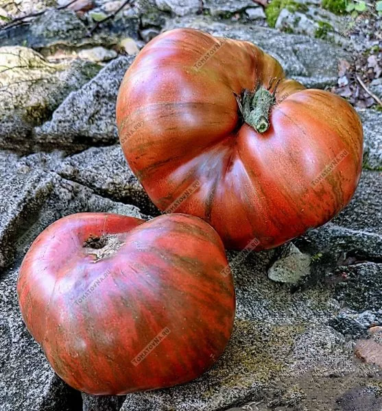 gnom-fred-tay-day-8-167436