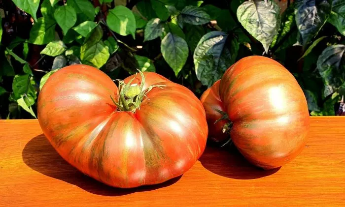 gnom-fred-tay-day-9-167436