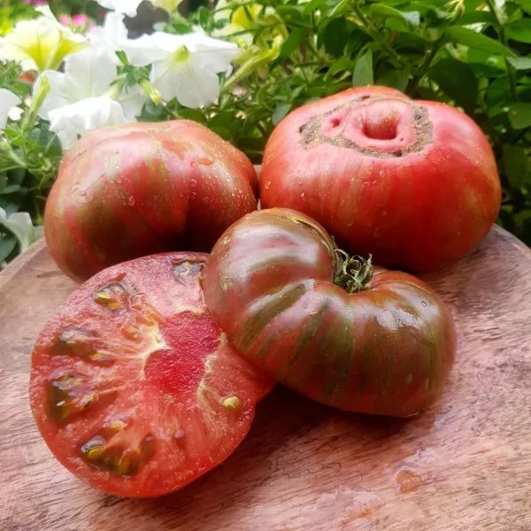 gnom-fred-tay-day-main-167436