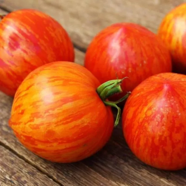 gnom-gandolf-10-166007