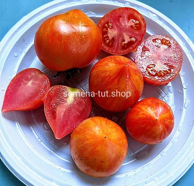 gnom-gandolf-12-166007