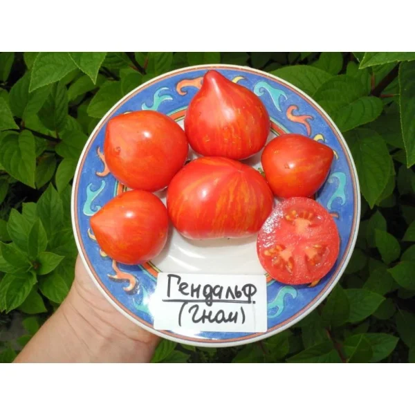 gnom-gandolf-2-166007