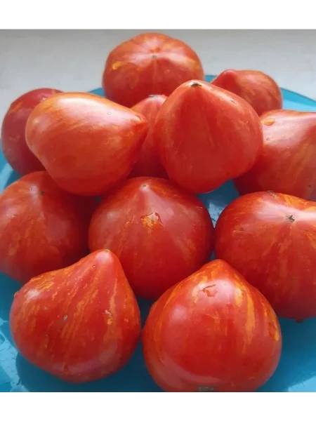 gnom-gandolf-3-166007