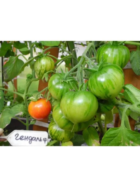 gnom-gandolf-4-166007