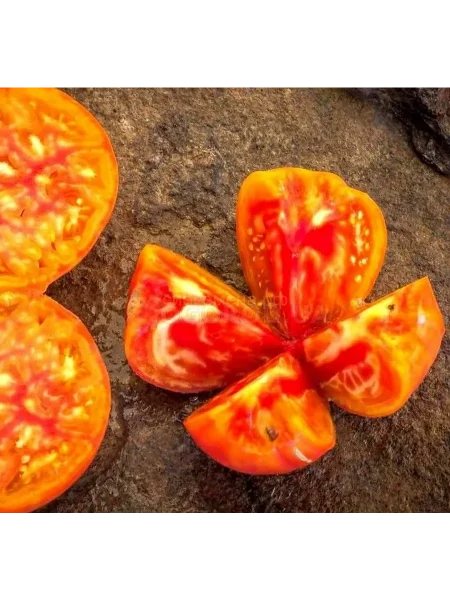 gnom-gandolf-5-166007