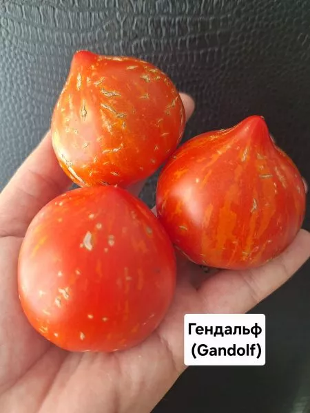 gnom-gandolf-9-166007