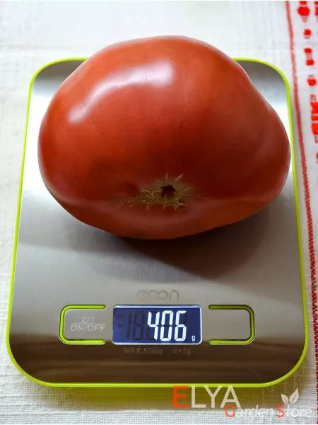 gnom-golubye-pobryakushki-12-168528