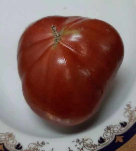 gnom-golubye-pobryakushki-5-168528