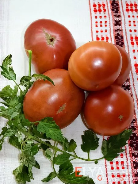 gnom-golubye-pobryakushki-7-168528