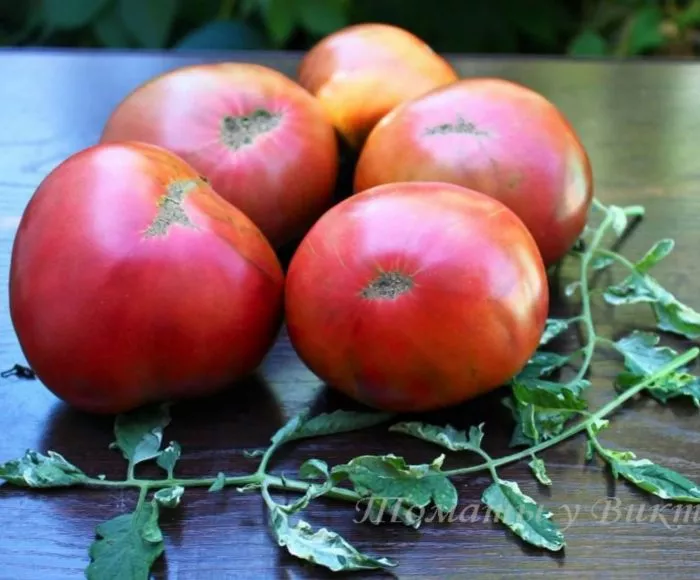 gnom-golubye-pobryakushki-main-168528