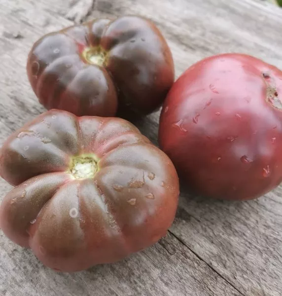 gnom-gordost-perta-1-150064