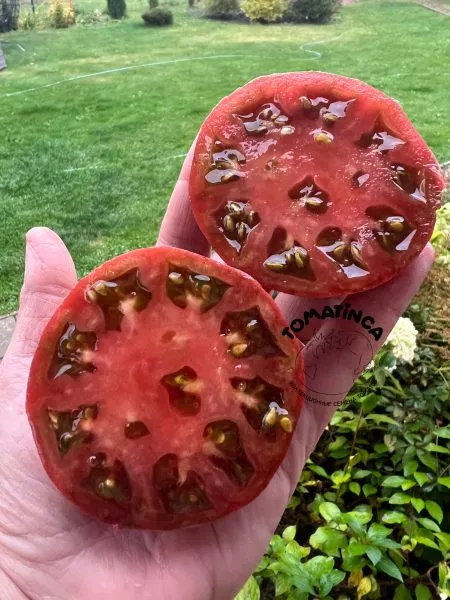 gnom-gordost-perta-3-150064