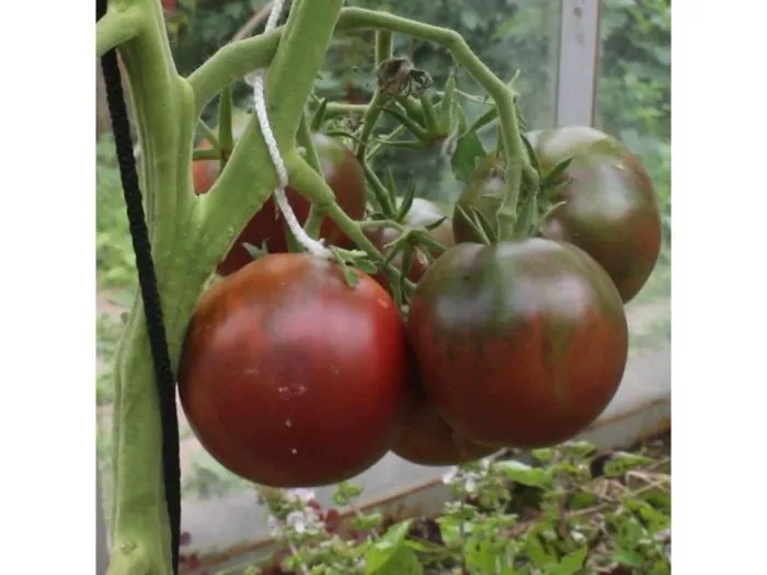 gnom-gordost-perta-5-150064