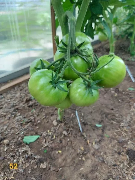 gnom-gordost-poberezhya-oranzhevyy-10-159351