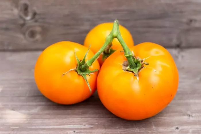 gnom-gordost-poberezhya-oranzhevyy-11-159351