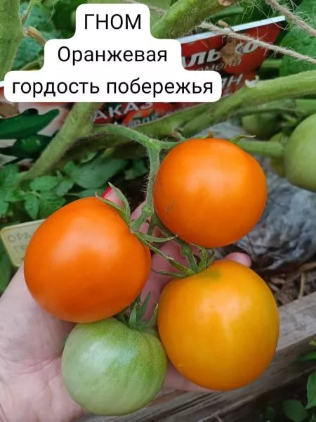 gnom-gordost-poberezhya-oranzhevyy-2-159351