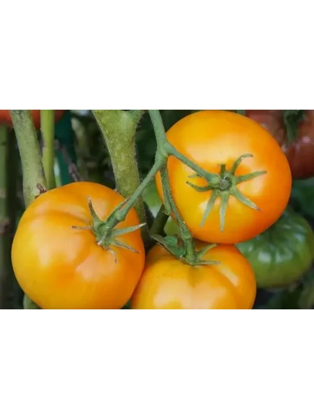 gnom-gordost-poberezhya-oranzhevyy-3-159351