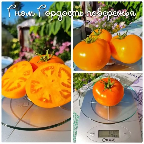 gnom-gordost-poberezhya-oranzhevyy-4-159351