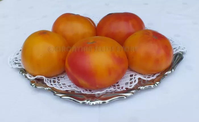 gnom-gordost-poberezhya-oranzhevyy-5-159351