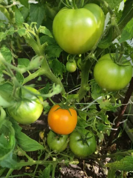 gnom-gordost-poberezhya-oranzhevyy-7-159351