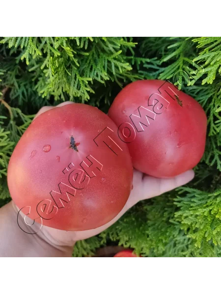 gnom-klubnichnyy-limonad-4-164904