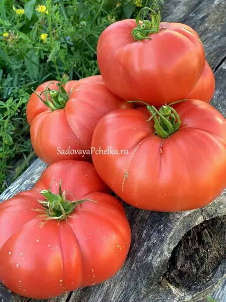 gnom-klubnichnyy-limonad-6-164904