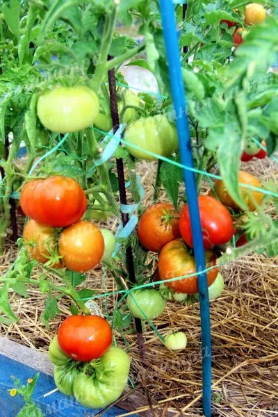 gnom-korol-aramis-3-159206