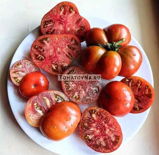 gnom-korol-aramis-6-159206