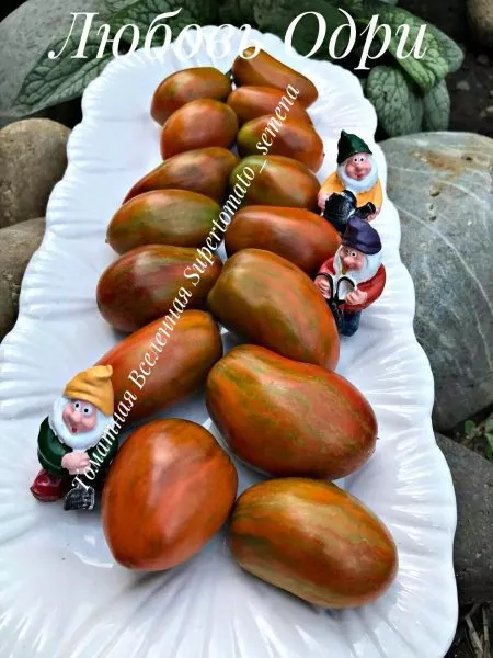 gnom-lyubov-odri-10-152533