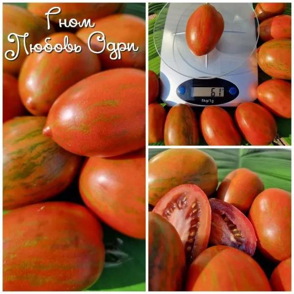 gnom-lyubov-odri-11-152533