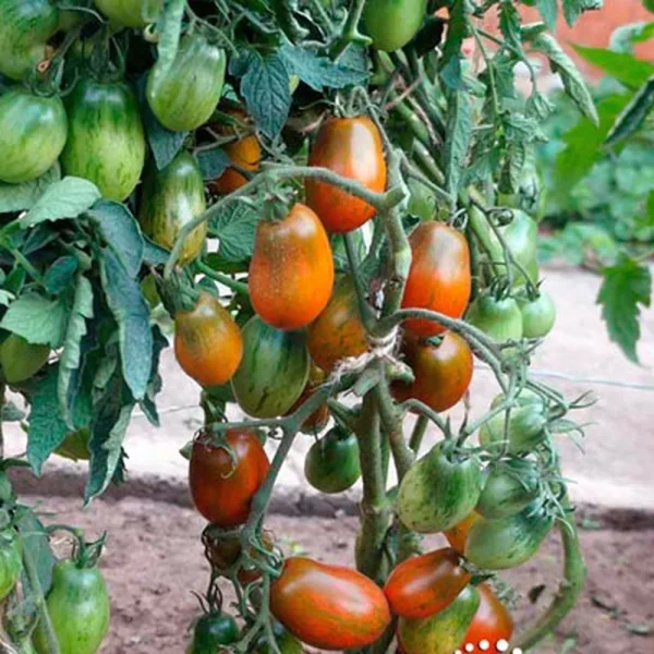 gnom-lyubov-odri-2-152533