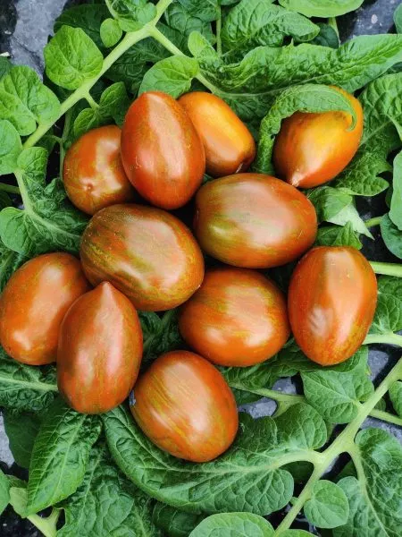 gnom-lyubov-odri-5-152533