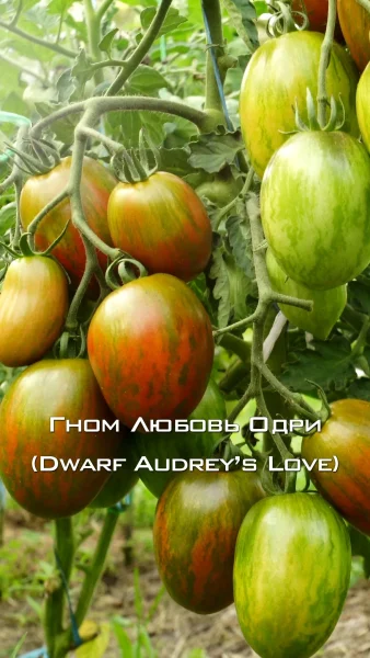 gnom-lyubov-odri-6-152533